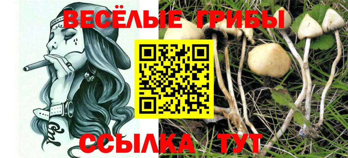 Выкса  Галлюциногенные грибы Cubensis  Вход с VPN  Псилоцибиновые грибы Psilocybine cubensis 